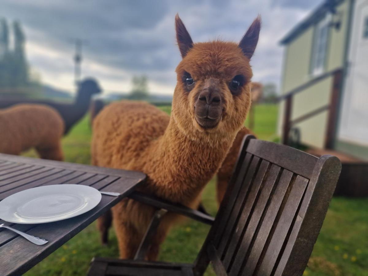 Cwtch Glamping Shepherds Huts アバーガベニー エクステリア 写真